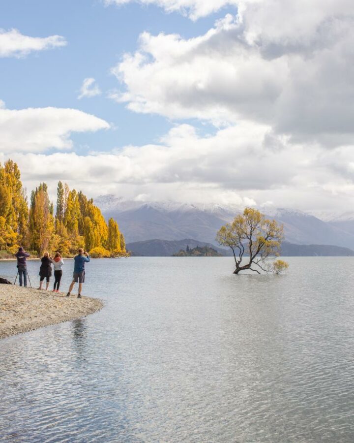 That Wanaka Tree in autumn with snow on the mountains